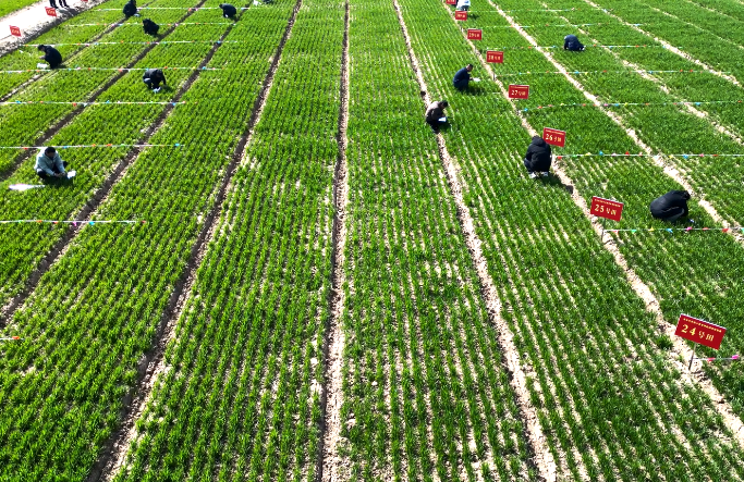 市农业技术推广中心成功举办全市首届小麦苗情...