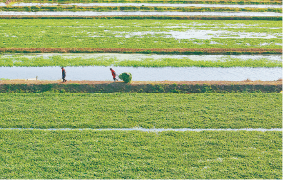 让节日“菜篮子”供应更丰富